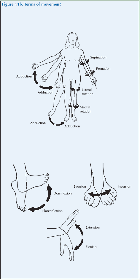 Fig 11b