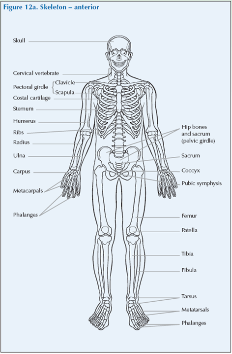 Fig 12a